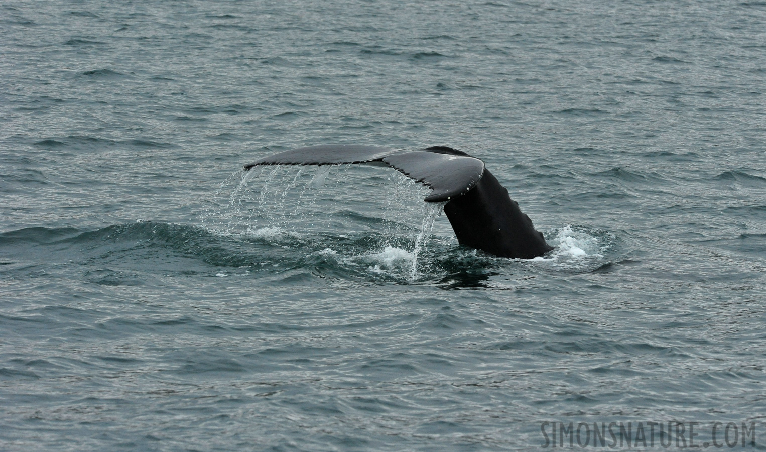 Megaptera novaeangliae [280 mm, 1/800 sec at f / 11, ISO 2500]